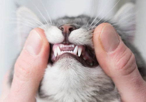 Чудо за дъха на моята котка